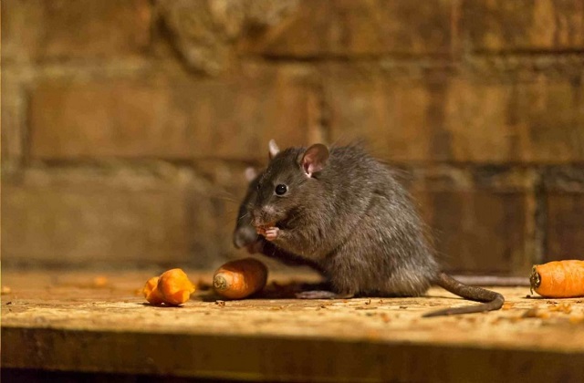 Salud Diferenció El Brote De Hantavirus De Epuyén De Los Casos Registrados En Distintas Zonas 1400